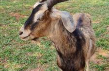 Casa de campo de alto padrão à beira da represa - Foto 6