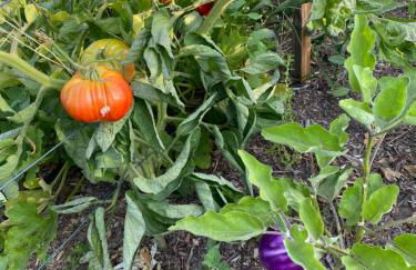 Résidence Casarella Lama - Foto 28