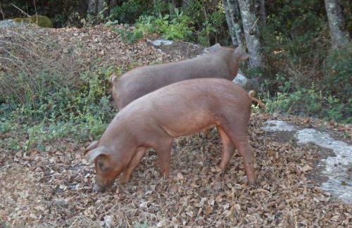 Quinta do Cobral - Foto 79