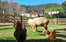 Quinta da Boa Vista São Chico - Foto 19