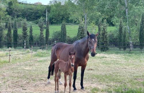 Touristic Ballonga Horses - Foto 31