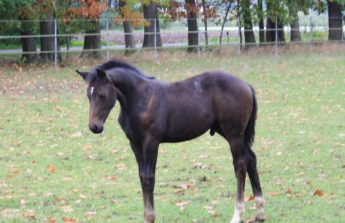 Ferienhof Thele Wohnung OG - Photo 20