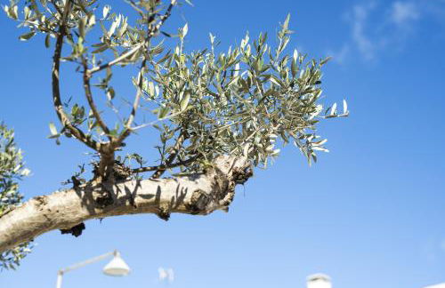 Casa Oliva Refugio Rural Contemporaneo - Foto 38