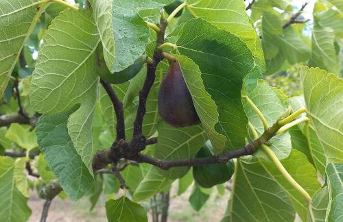Quinta da Peça Douro Wine Region Retreat, Private Pool Villa - Foto 61