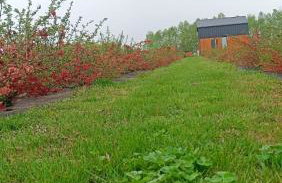 Pigwowcowe Zacisze - Foto 15