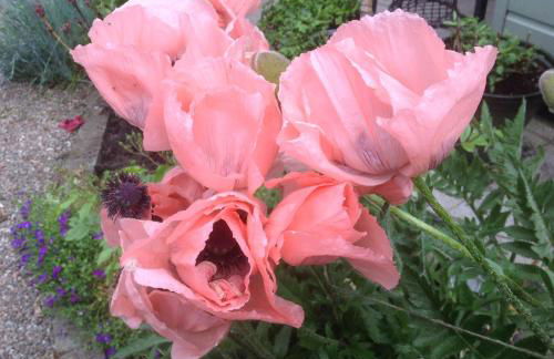 The Garden Flat - Photo 19