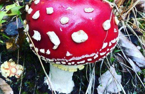 Haus im Schwarzwald - Photo 28