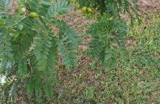 Flat Divina Paz Monte Castelo - Photo 46