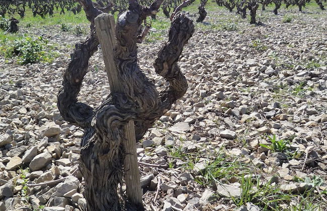 Le Gîte Vigneron - Foto 25