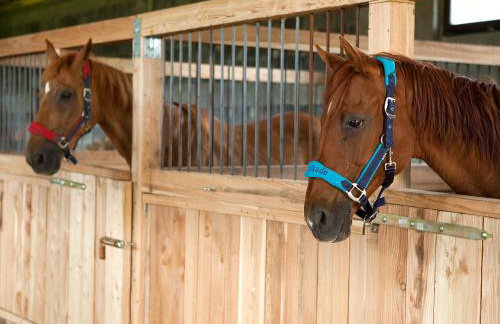 Osada Jeździecka Bata - Photo 25