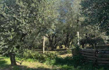 Giardino degli ulivi - Foto 39