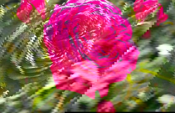 Vila Bunga Merah Gelatik - Photo 37