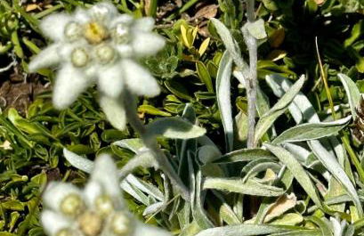 Exceptionnel - En bordure de pistes et skis aux pieds - PELVOUX II - VARS - Foto 31