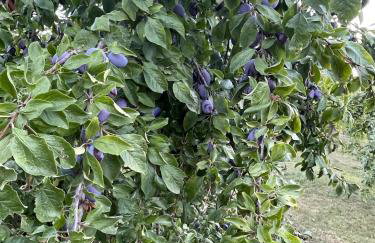 Am Rothen Hang - Foto 26