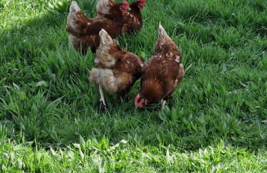 Ferienhof Bron - Foto 18