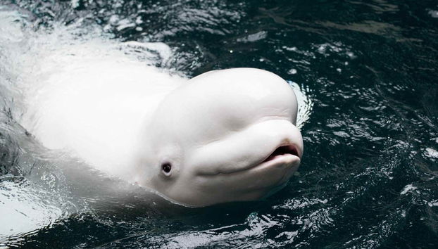 Beluga whale