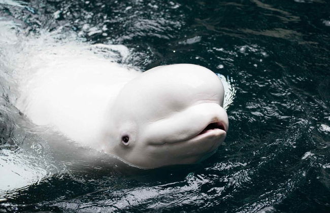 Entrada al Acuario de Georgia - Foto 3