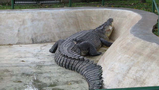 Davao City Sightseeing Tour with Lunch - Photo 2