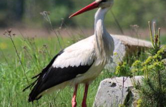 Leśna 21 Dom Północ przy PUSZCZA BIAŁOWIESKA - Foto 56