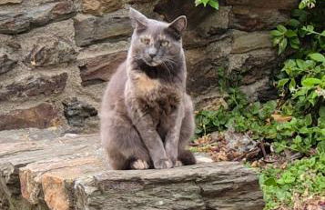 APT 65 M2 DANS VILLA AVEC PISCINE BANYULS SUR MER - Foto 34