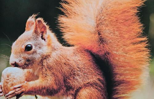 Naturverliebt am Diemelsee - Bergblick - Foto 6