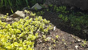 Cabin near Dogwood Canyon, Top of the Rock, Branson - Foto 2