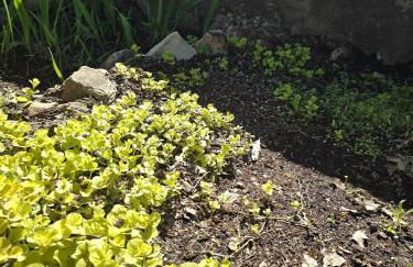 Cabin near Dogwood Canyon, Top of the Rock, Branson - Foto 2