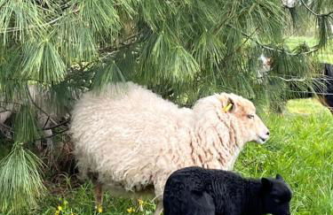 Cottage avec Piscine et Jacuzzi - Normandie - Foto 34