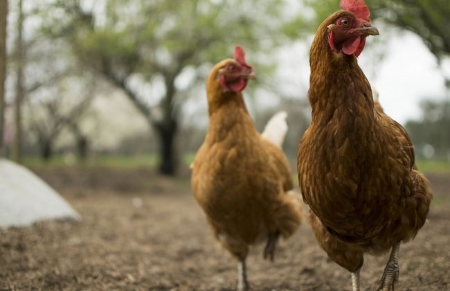 Freshwater Creek Cottages and Farm Stay - Foto 60