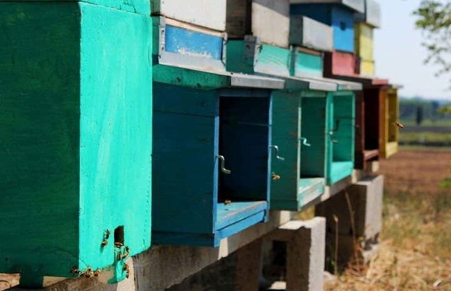 Vista a un'azienda apistica + Degustazione - Foto 3