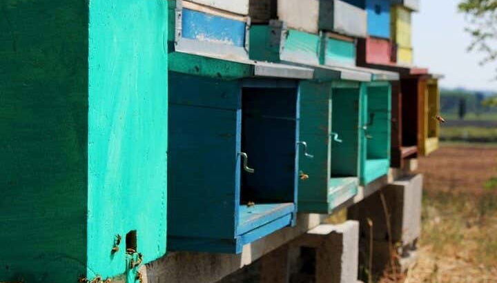 Visite d'une ferme apicole de Pacengo - Photo 3