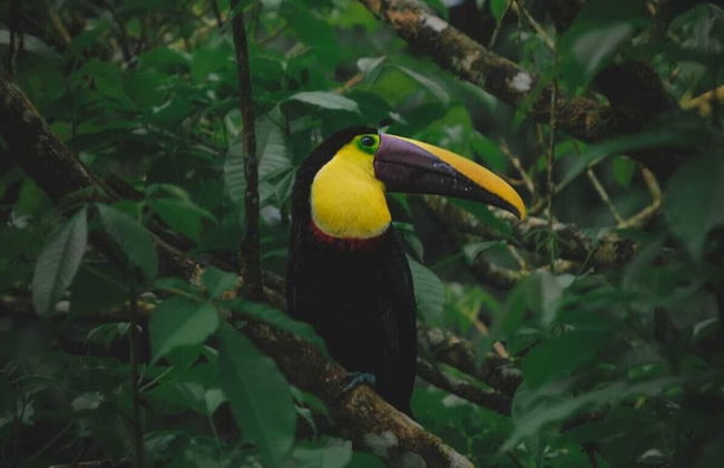 Yarumo Lodge Río Celeste Black Chalets - Photo 32