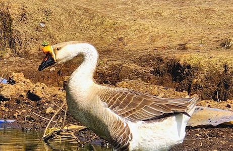 Almore Hotel - Foto 49