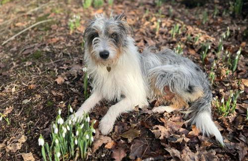 Stable Cottage, Gartocharn, Loch Lomond - Foto 11