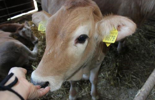 Società Agricola F.lli Angelucci - Foto 112