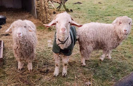 Bastle Retreats Farm Cottage - Foto 26