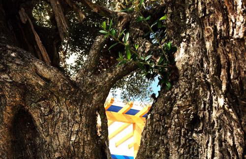 Almojanda 3 olive tree - Foto 18