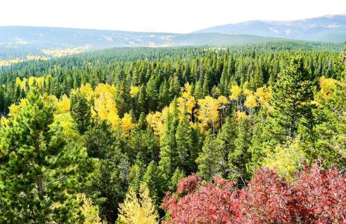 Buffalo Woods 216 - Wildernest - Foto 39