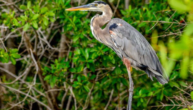 Uccelli acquatici delle mangrovie