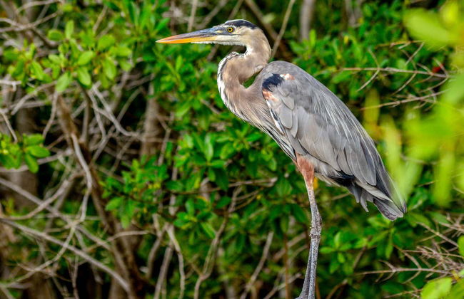 Paseo en barco por los manglares de Río Lagartos - Foto 3