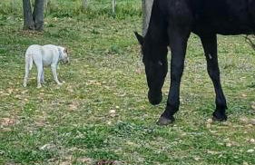 LE DOMAINE D'AMBRE La maison des Vendangeurs - Photo 12