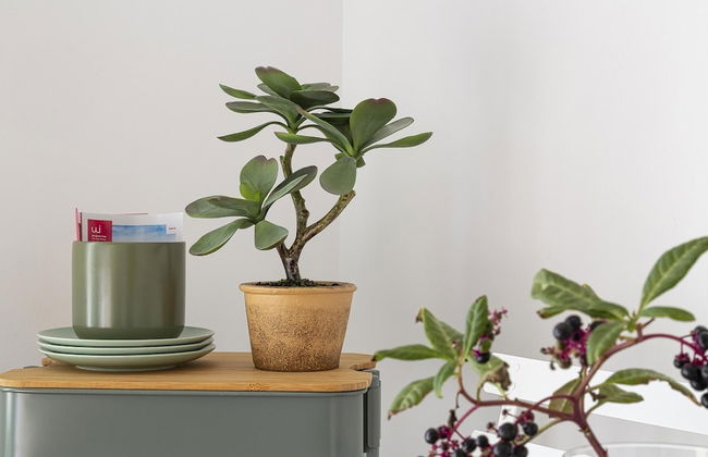 Deluxe Apartment - Green - Locazione - Foto 2