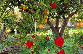 La Casita del Cactus - Casa de campo con piscina - Foto 24