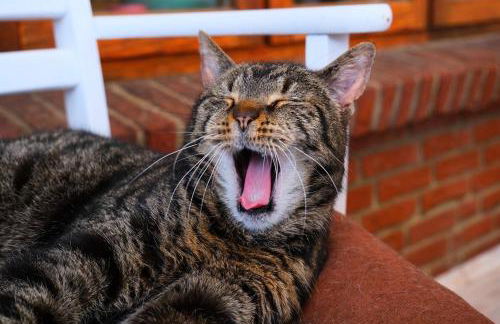 Ostseebauernhof Schönhagen - Foto 43