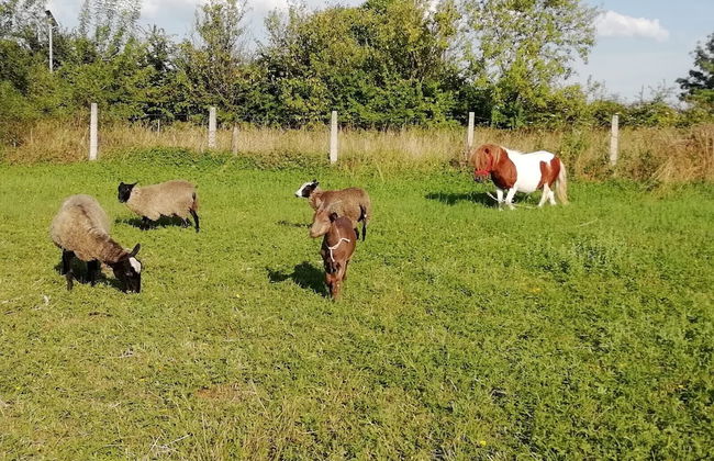 Villa Sisman - Foto 46