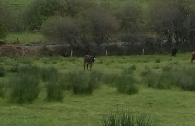 Delightful Bungalow Near Skibbereen & Baltimore - Foto 29