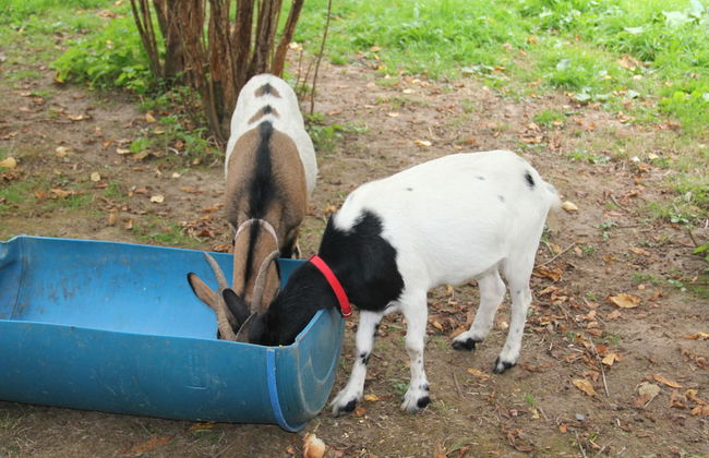 Sarl Logis du Grand Pin - Foto 78