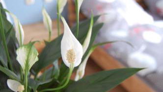 Harz Haus Kati - Fewo Talblick - Foto 3