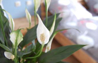 Harz Haus Kati - Fewo Talblick - Foto 3