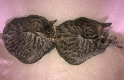 Jabłkowo-na skraju Puszczy Boreckiej ŚNIADANIA W CENIE - Foto 38